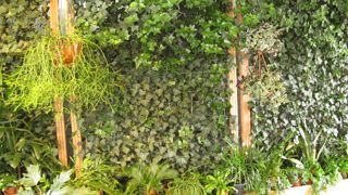 Les façades et toitures végétalisées ont des conséquences bénéfiques sur le climat en ville. ©Valérie Vidril